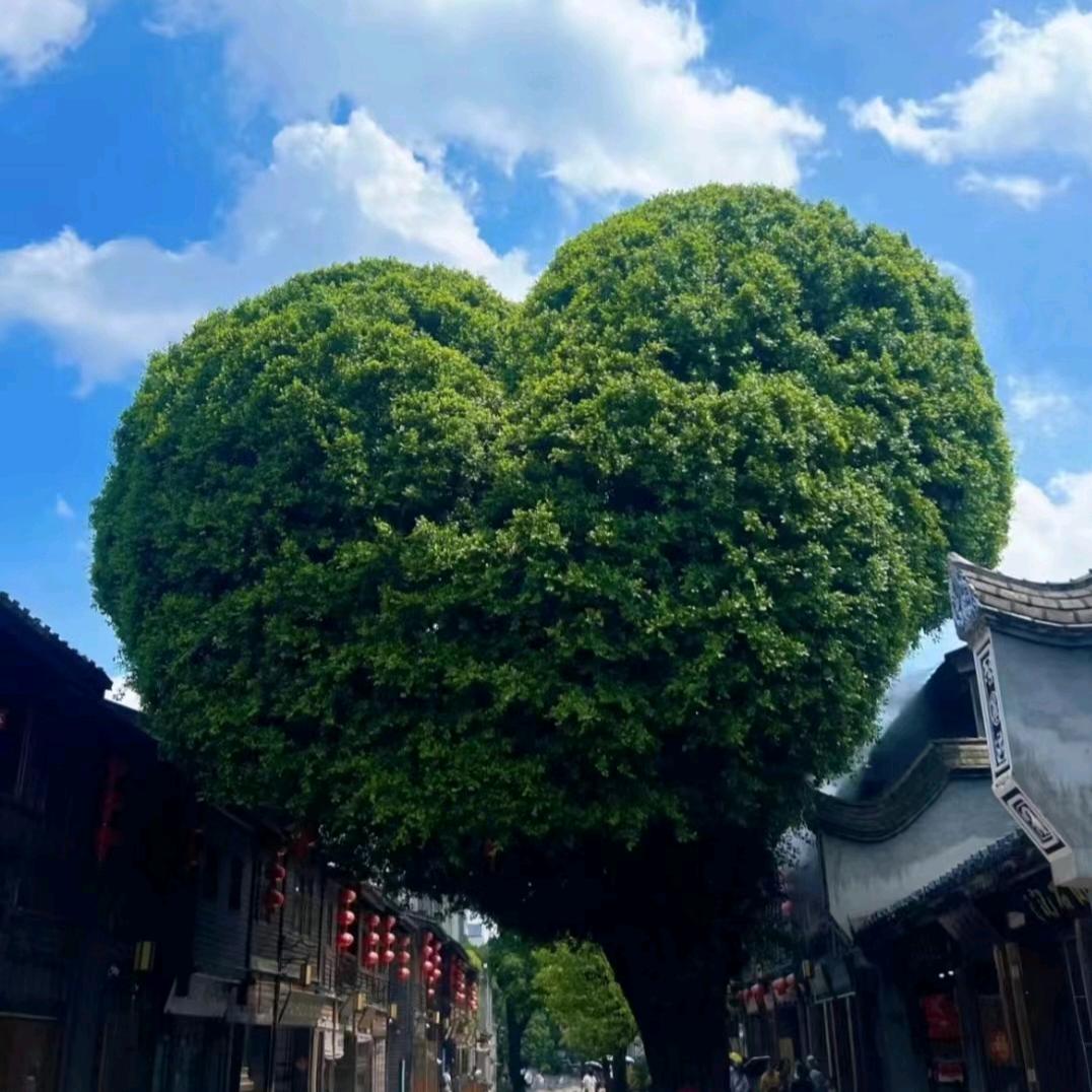 一棵树