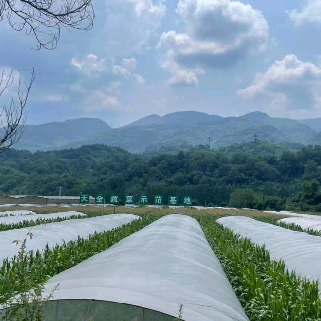 @.天全蔬菜示范基地