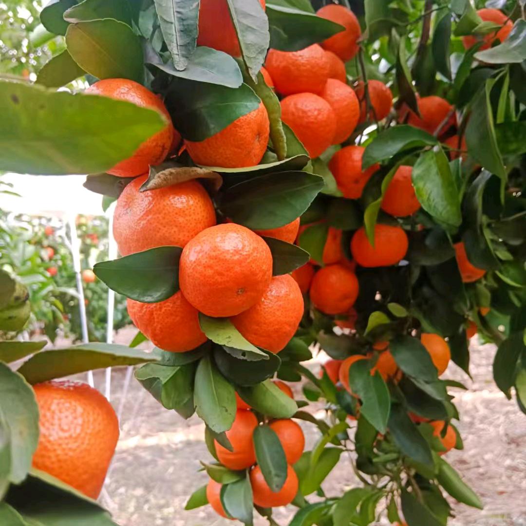 真心被别人欺骗