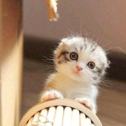 公平