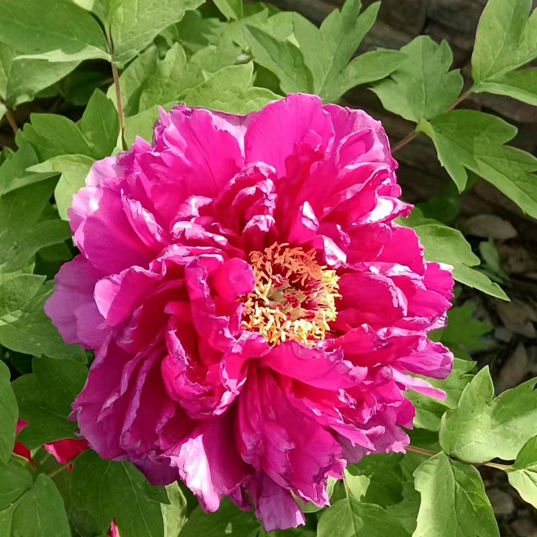 花开富贵财源滚滚来