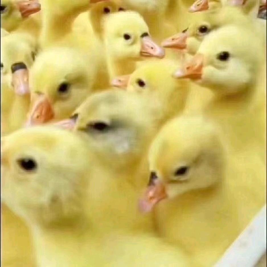 大品种鹅苗孵化场