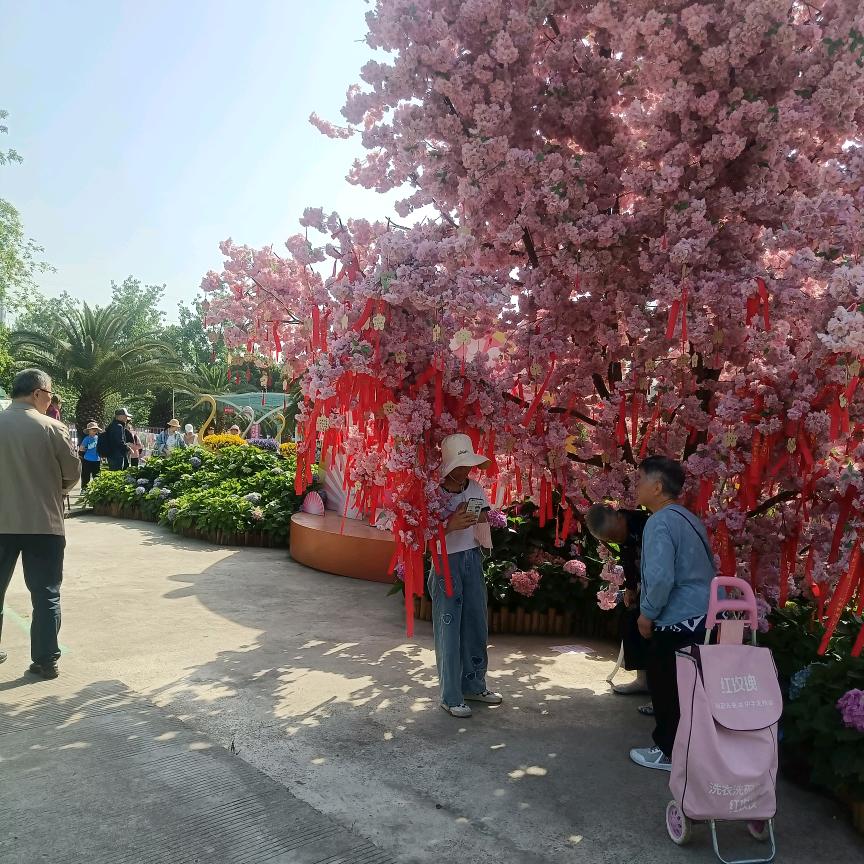 玉兰花