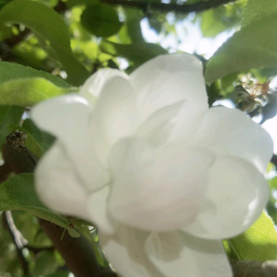 邂逅幸福