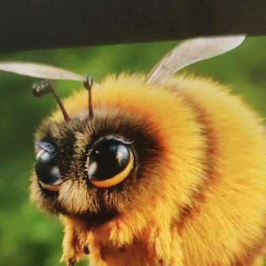 Bumble-bee