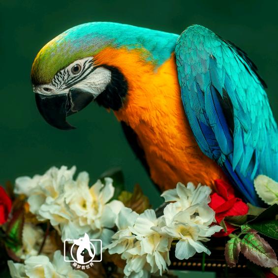 昆明鹦美农业-鹦鹉养殖🦜