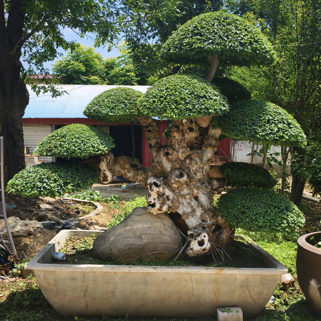 鄢陵县圣洁花木场