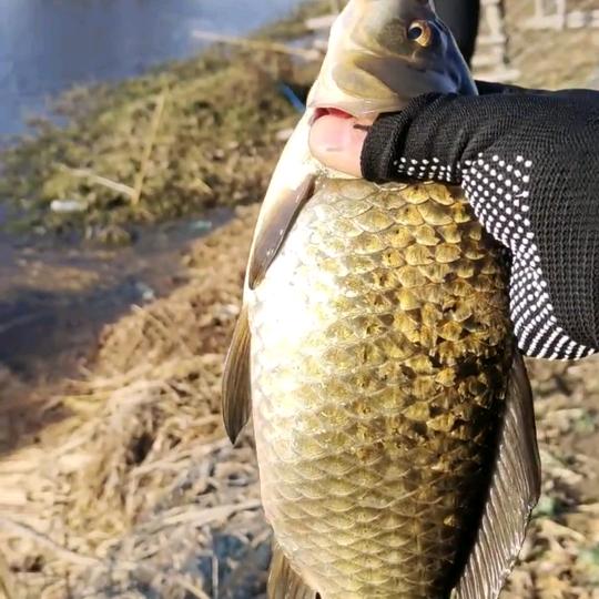 渔乐🎣野钓酒米