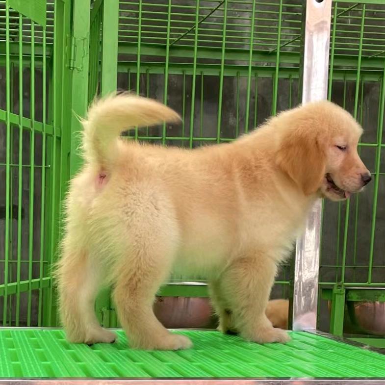 济东犬舍