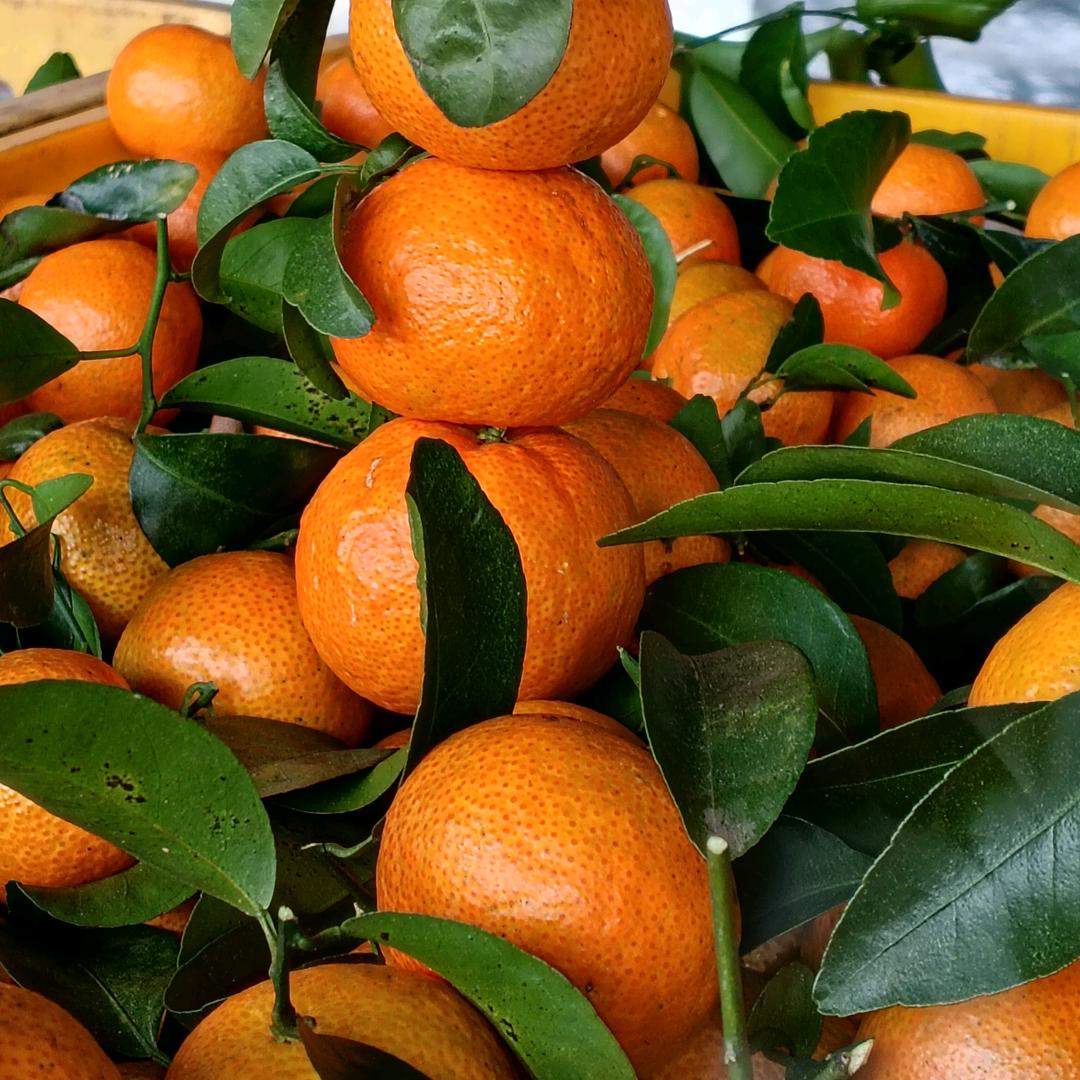 蜜蜂邻居小时达鑫鑫