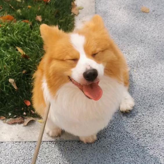 我有一只格洛米ᵈᙆ💫