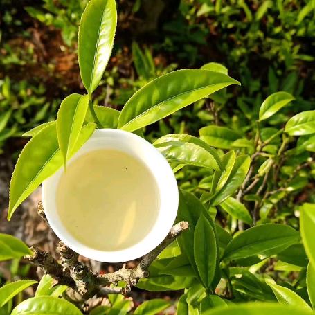 好茶 木有味