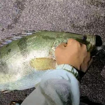 🌈不懂路亚🎣🎣