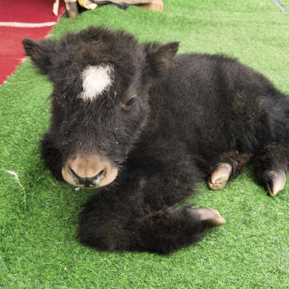 青海牦牛肉源头工厂