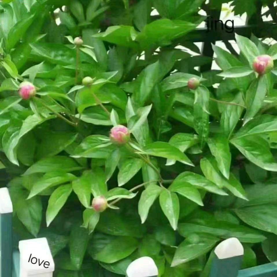 婧儿