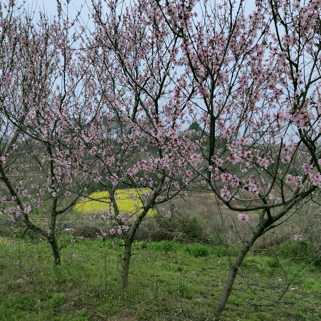平凡