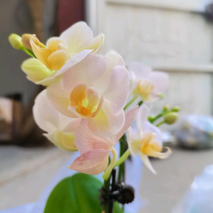 幽篁（黄）竹纤维闷不臭