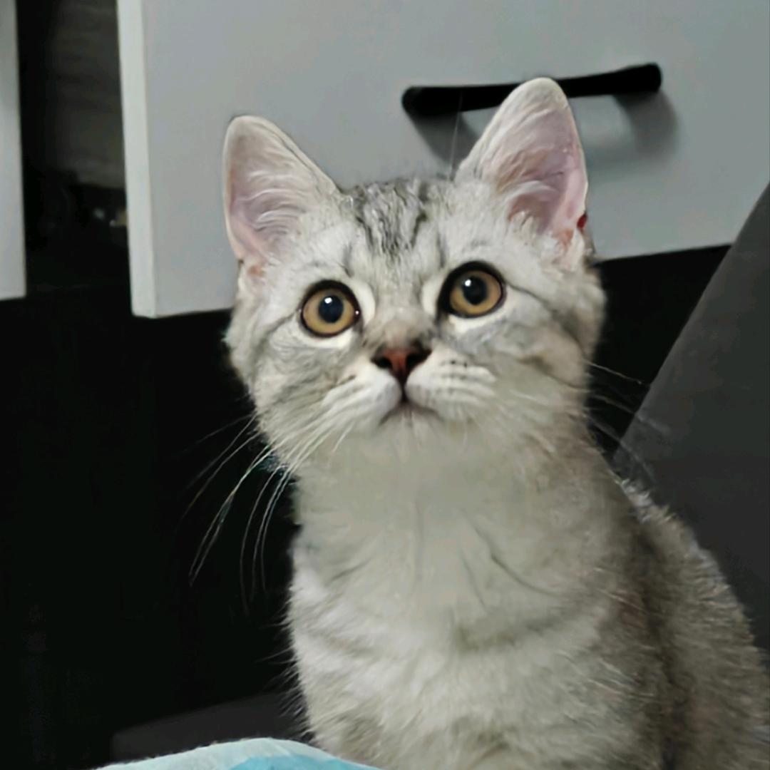 一只叫多多的猫