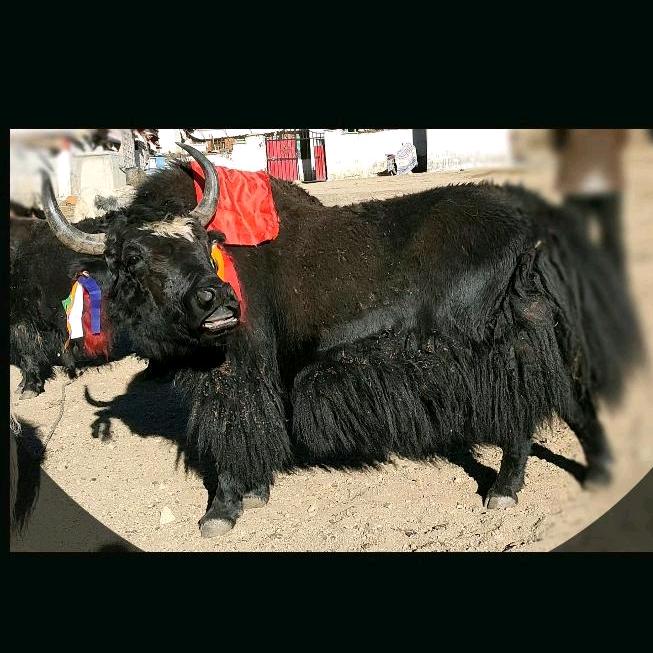 格桑（高原牧民）