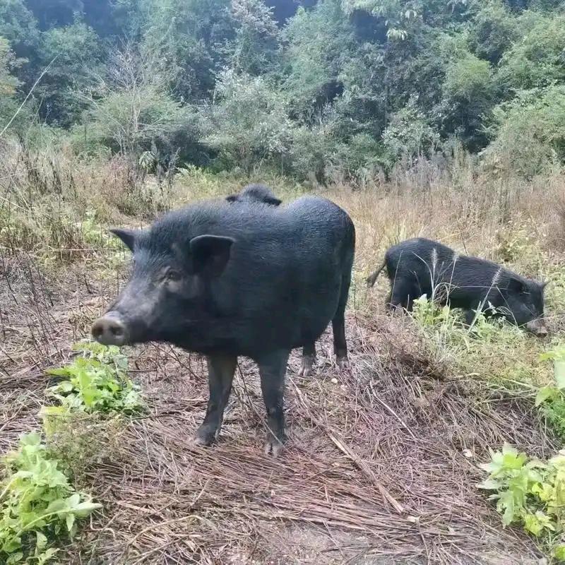 清溪香猪哥