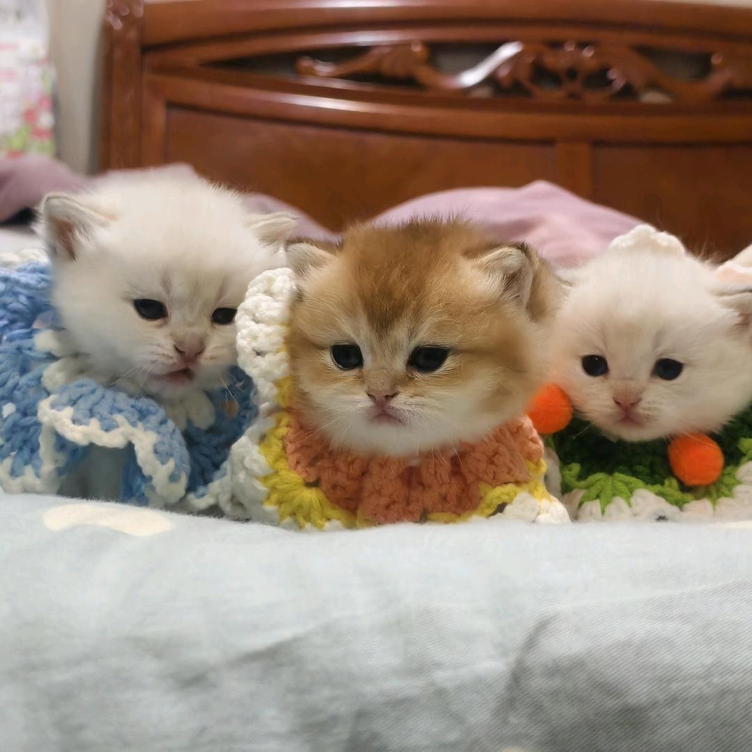 猫岛咖啡
