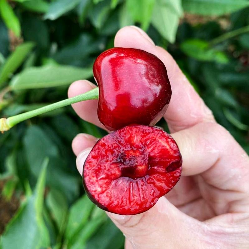 潍坊鲁樱农业科技有限公司