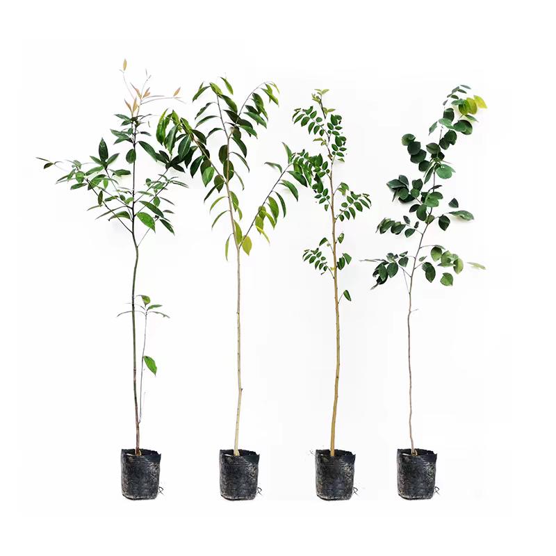 百顺名贵苗木基地