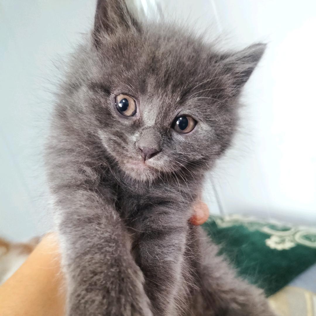 小灰灰🐱🌞