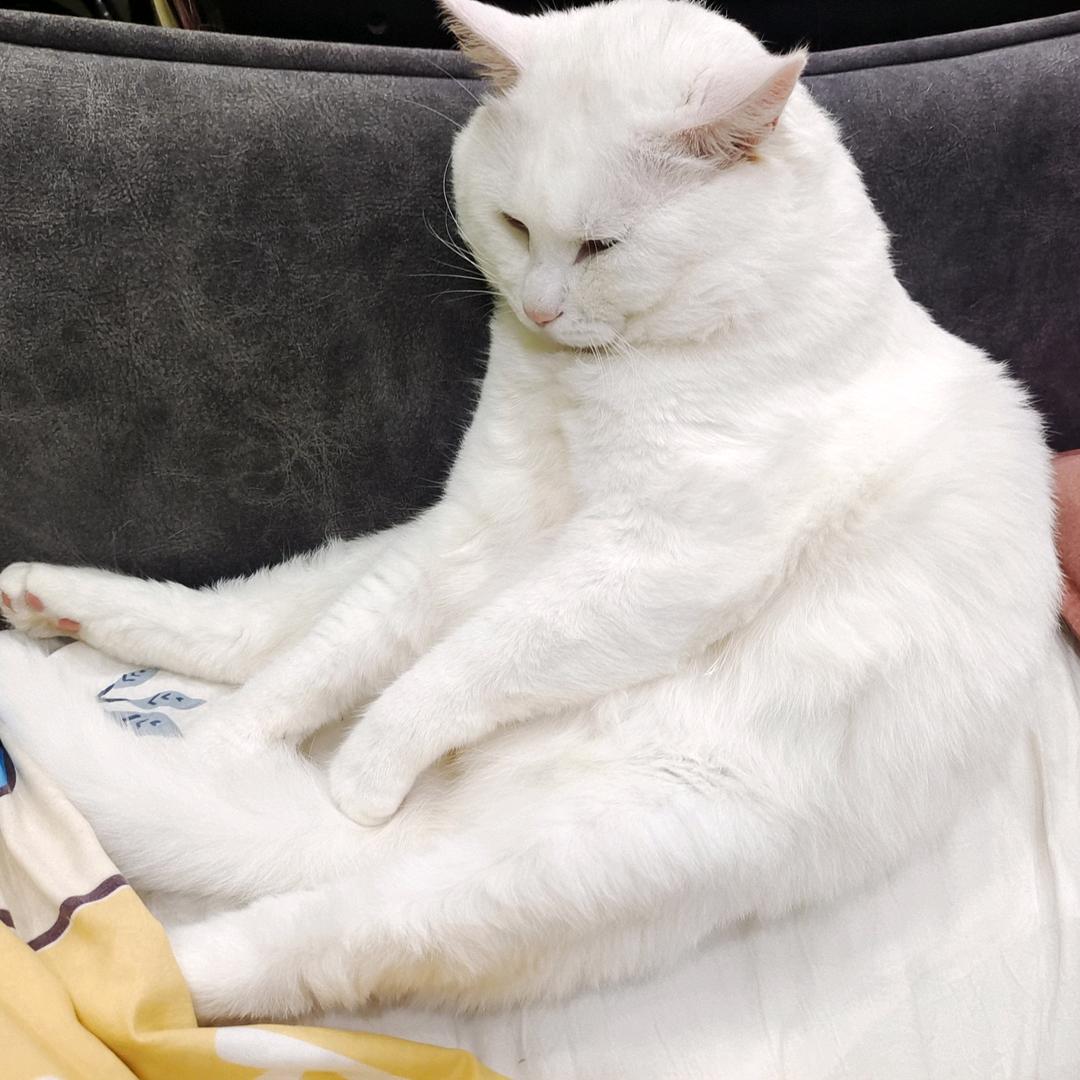 💎ギョーザ饺子