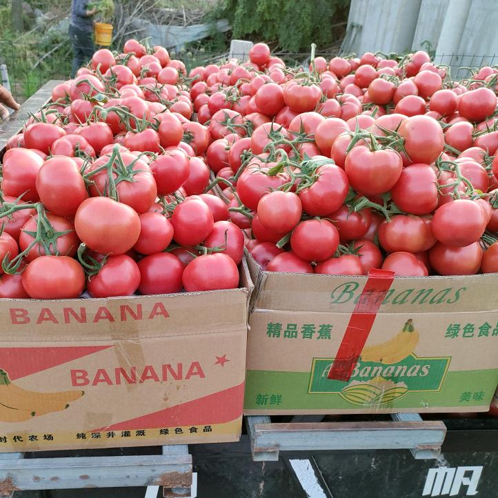 念芳缘