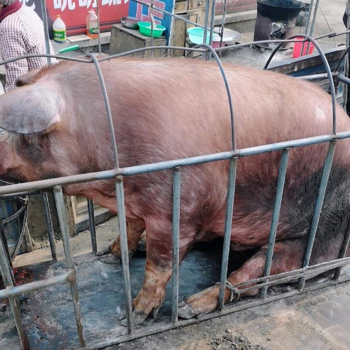 李超笨猪肉