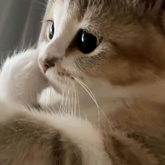 ₍˄·͈༝·͈˄*₎◞ ̑̑