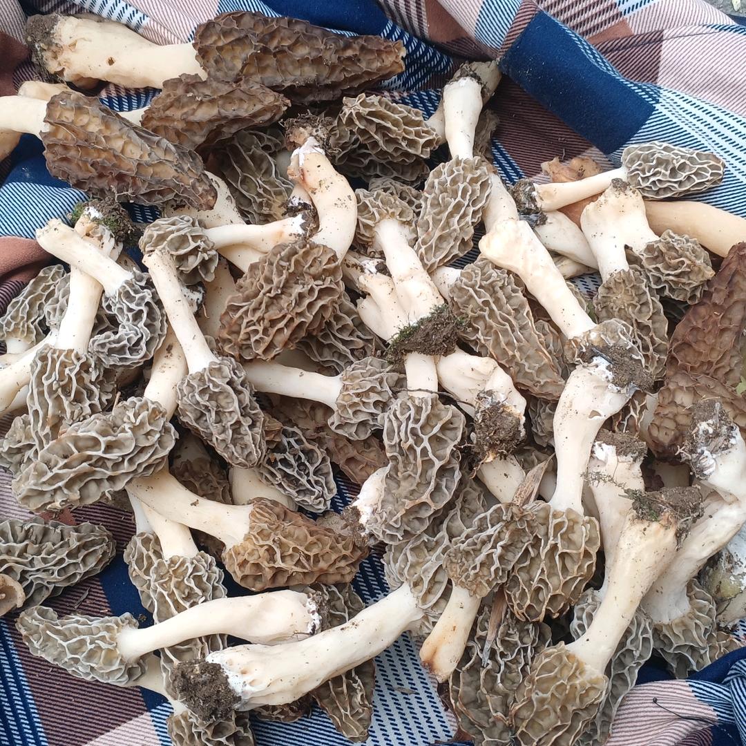 户外阿强