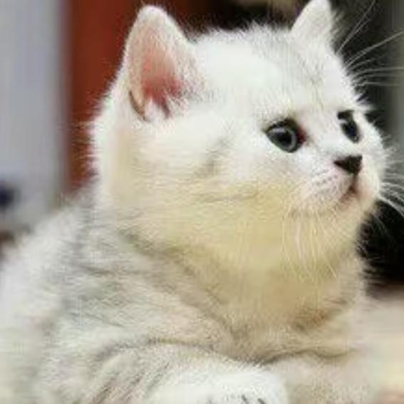 刻勤小猫（互动300）