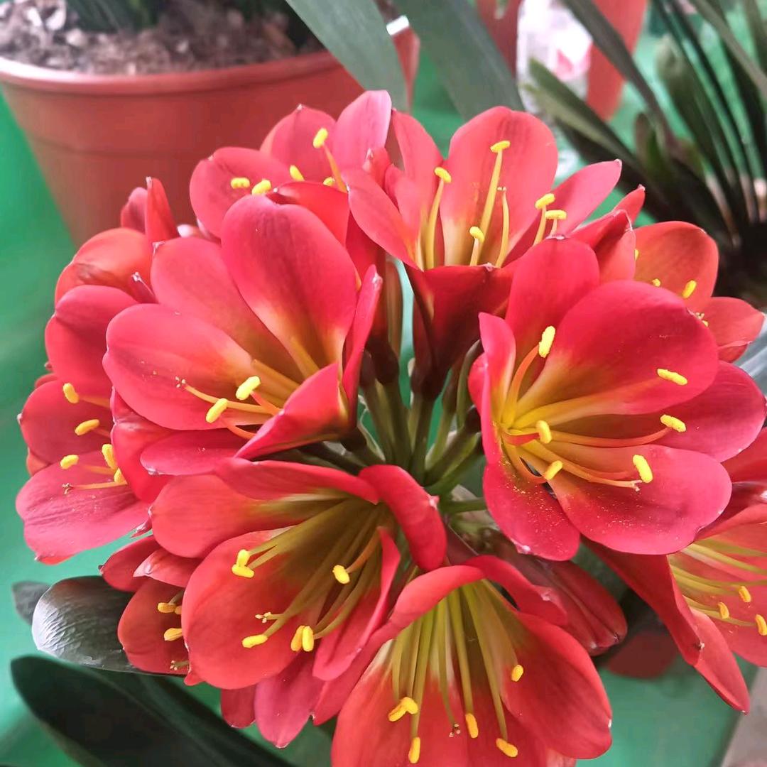 红信君子兰花卉