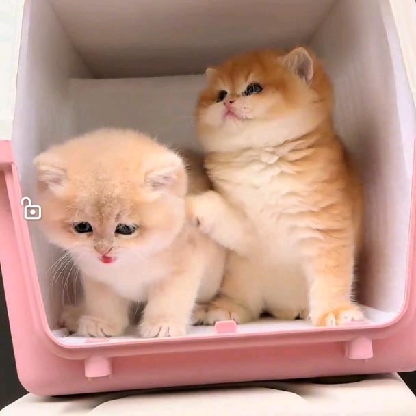 挑嘴猫日记