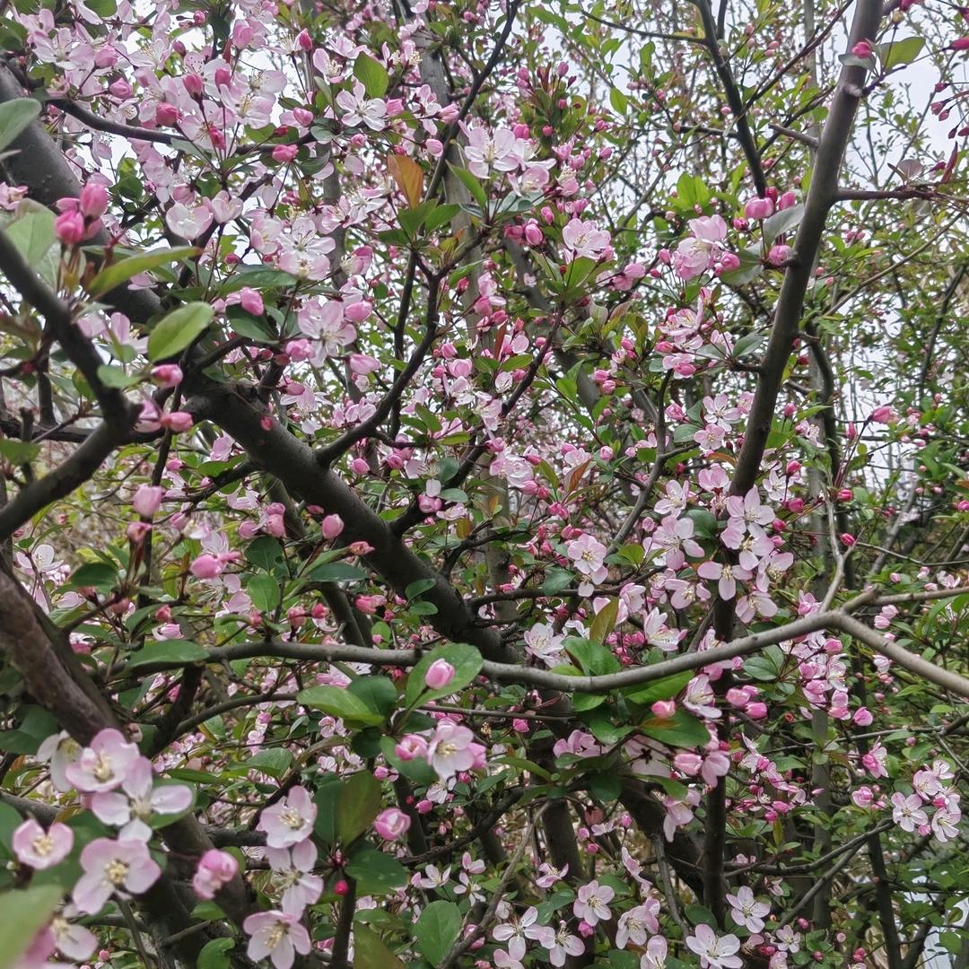 幸福的牛儿