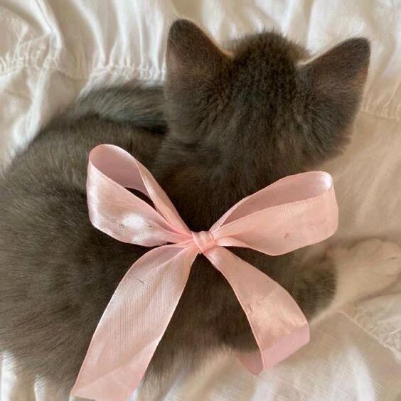 猫猫侠拯救世界