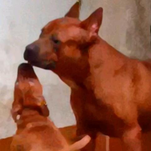 夏哥犬舍
