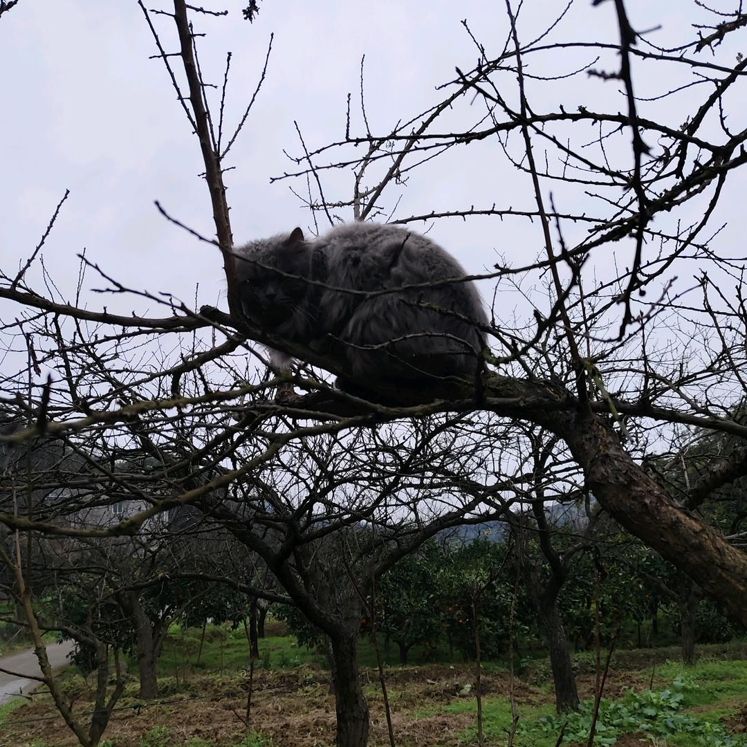 光头强（拒绝连续点赞）🙏🙏
