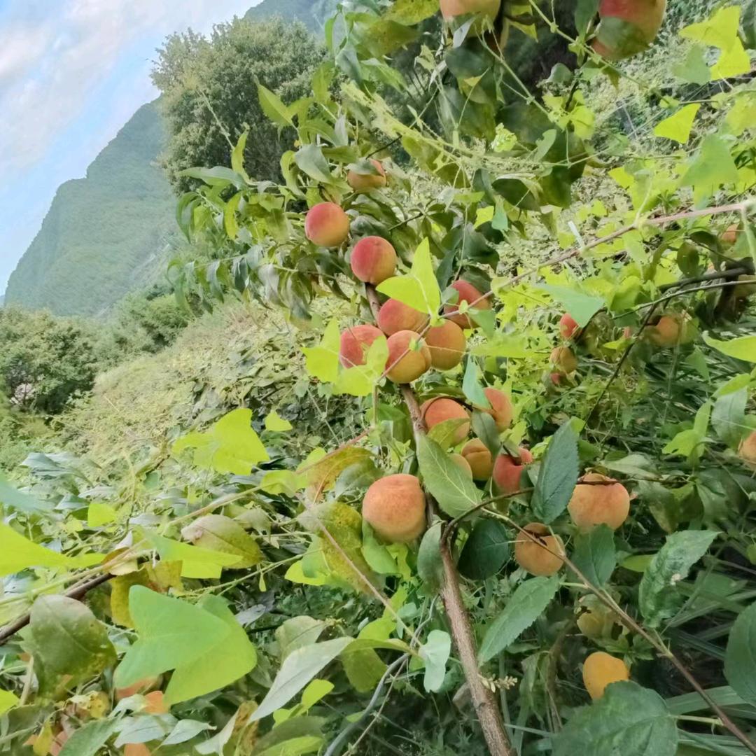 缺-.-芯＊眼