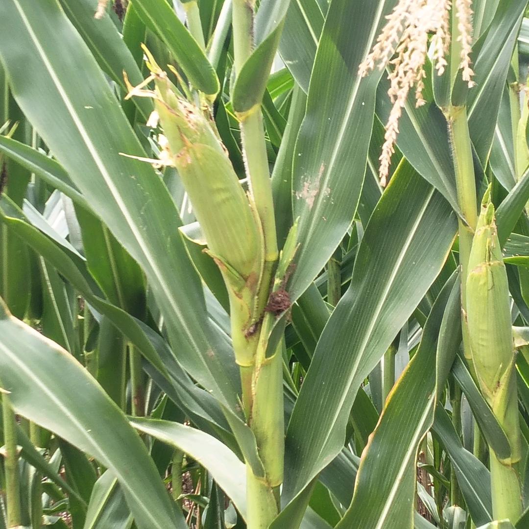 以后该咋地咋地。