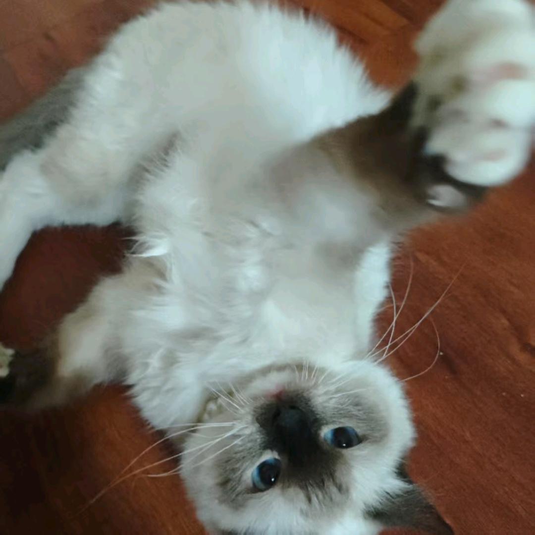 最会带娃的猫妈妈！