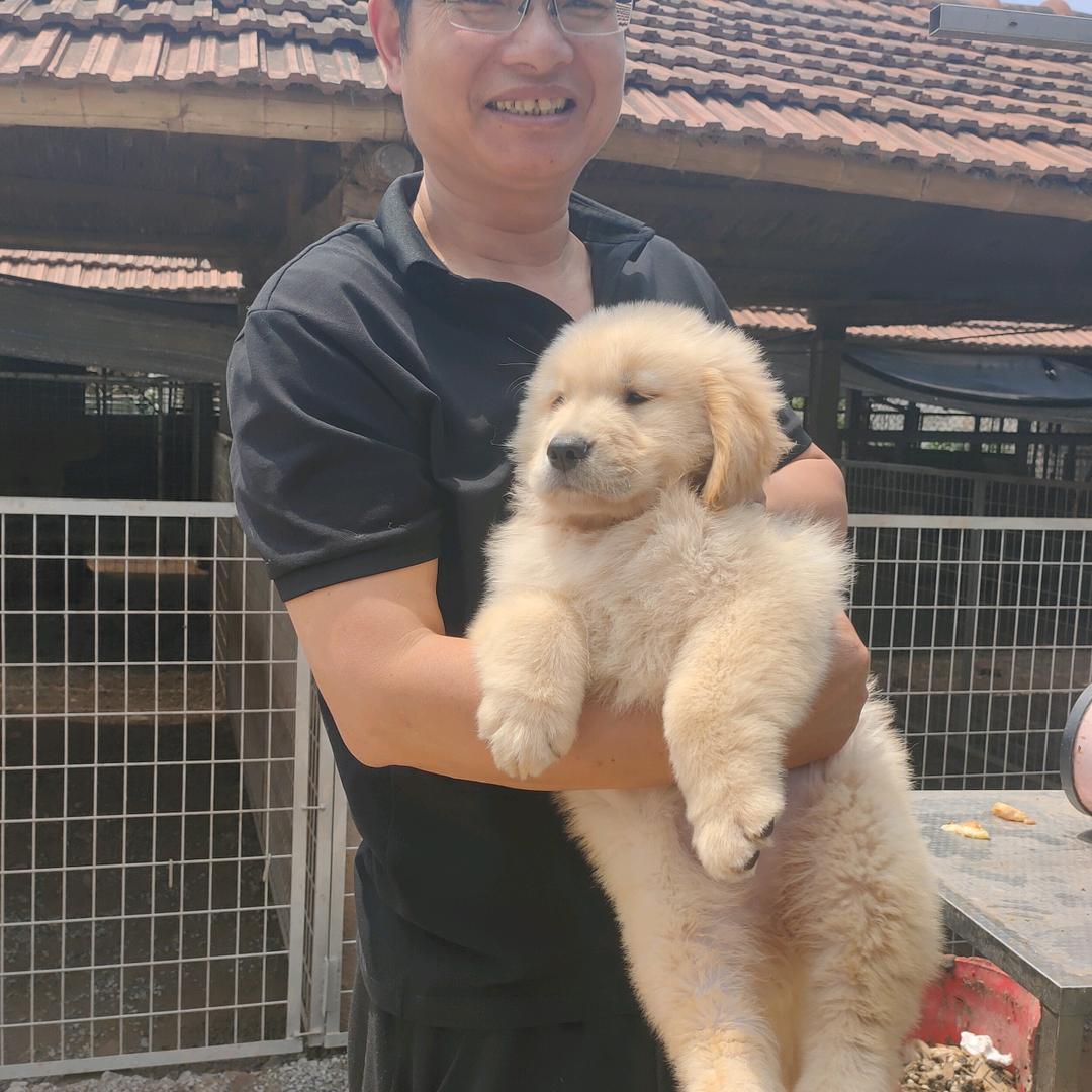 宠爱犬粮