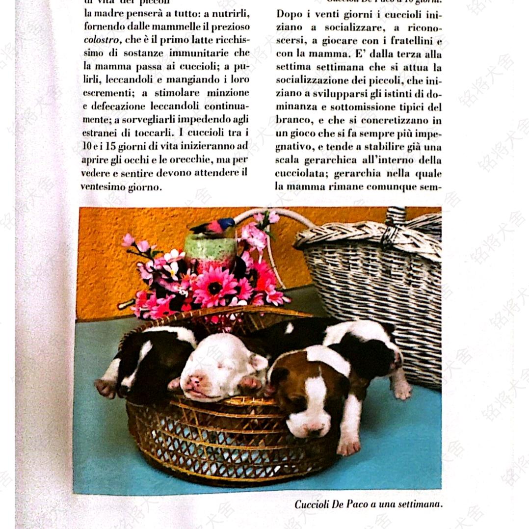 斯塔福金陵犬舍直播号