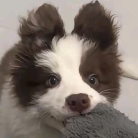 麦乐鸡块舒