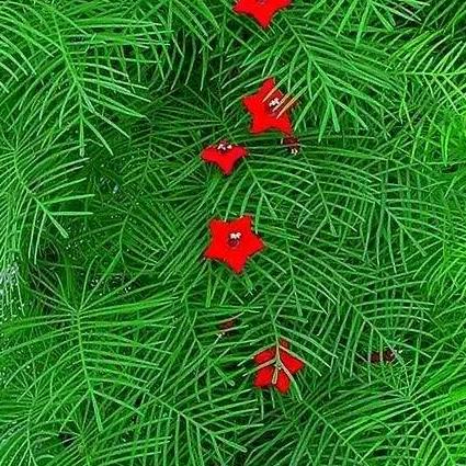 🇨🇳尽欢颜❤️