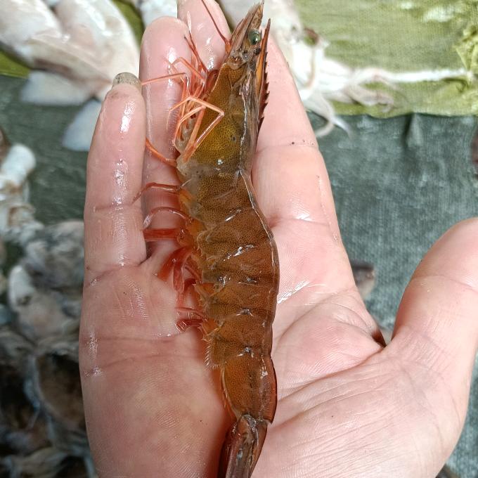 王金(本地海鲜)