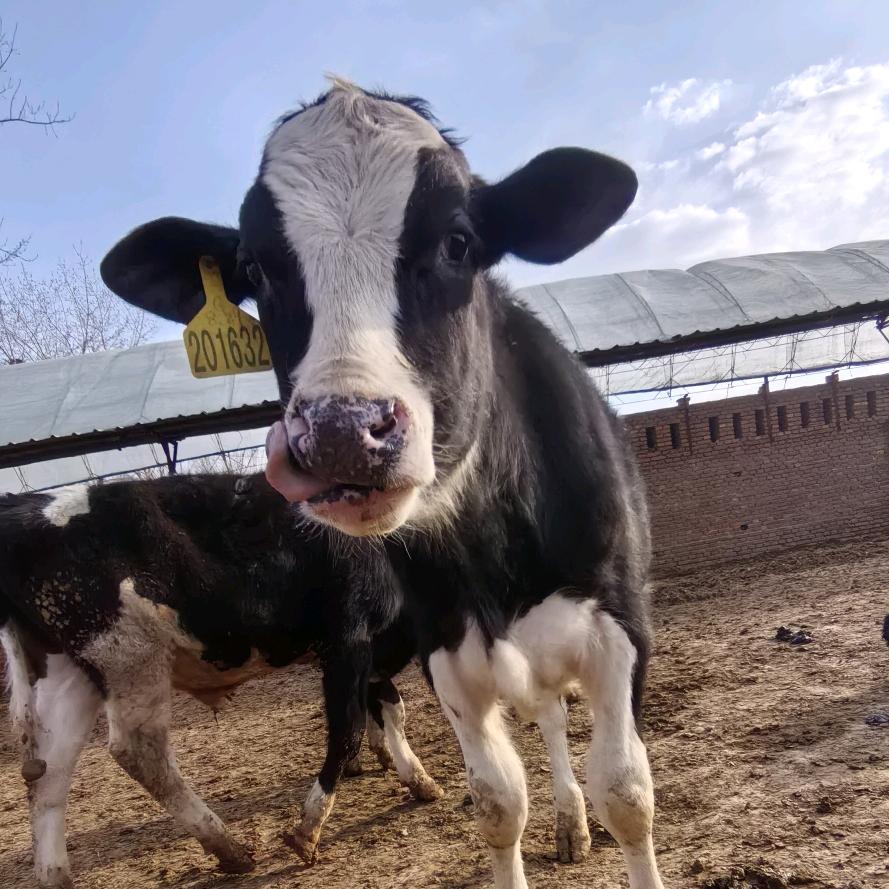 小凯（代客收肥牛）