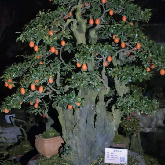 恭喜發财
